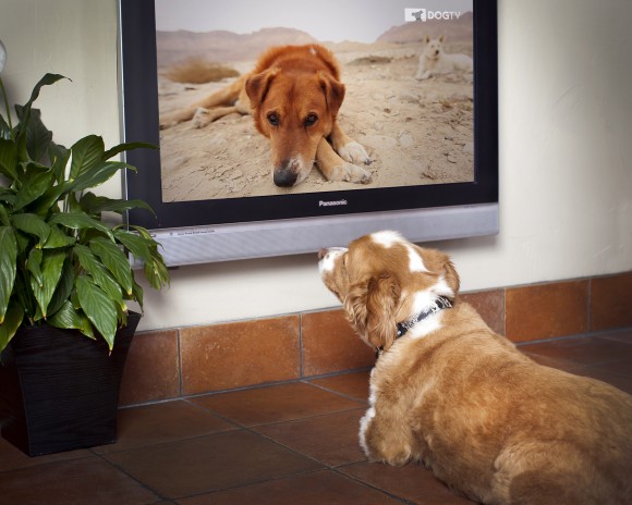 Dog TV Foto
