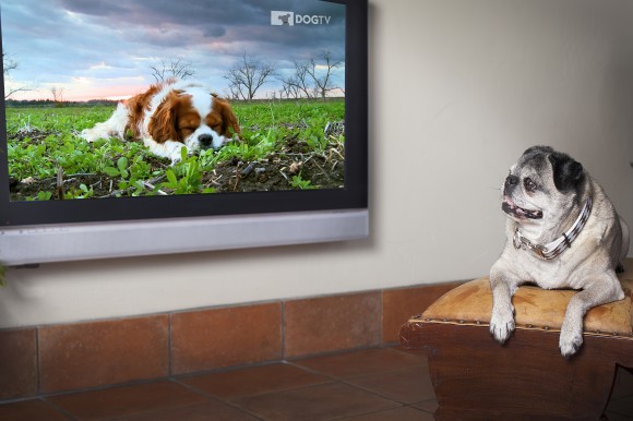 Dog TV Foto